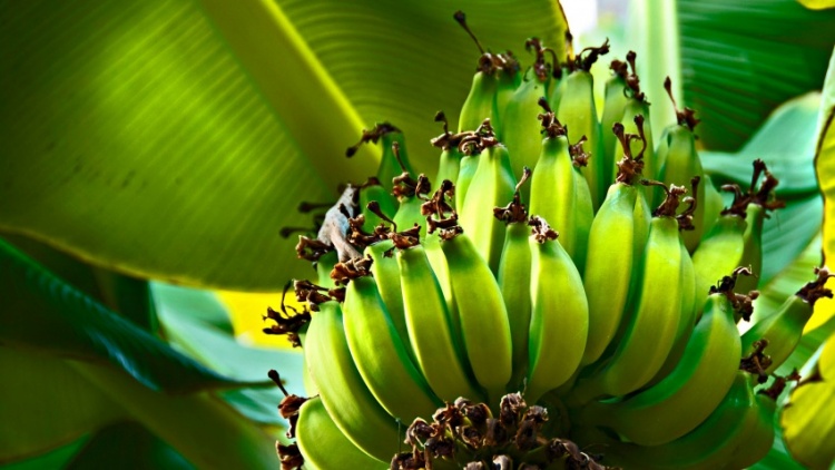 бананы на пальме