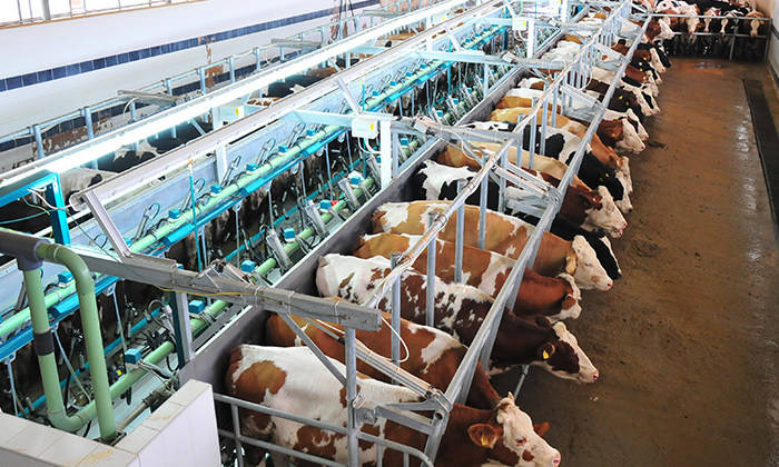 технологическое переоснащение, молочно-товарные фермы, Беларусь, Леонид Маринич