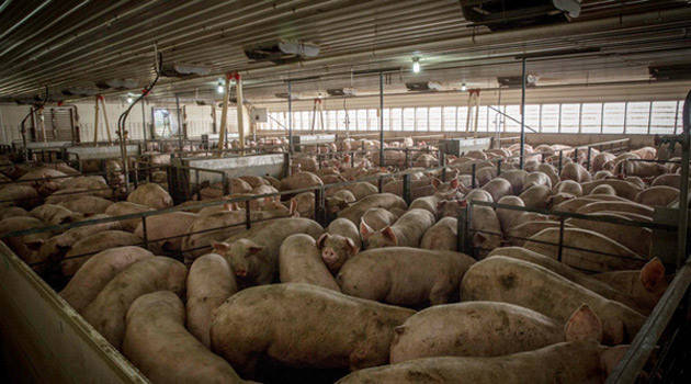 Китай, свиноводческие мега-фермы, свинина