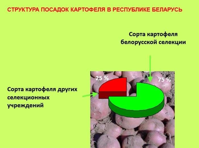 генетический банк, картофель, национальное достояние, Беларусь