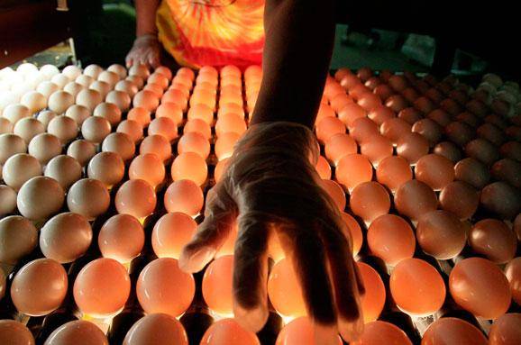 Япония, ГМО-куры, яйца с лекарствами