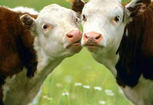 Молочные компании США уничтожили 500 тысяч коров для поддержания цен на молоко