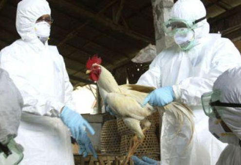 USAPEEC: Побороть птичий грипп в ближайшем будущем не получится, птицеводам нужно адаптироваться
