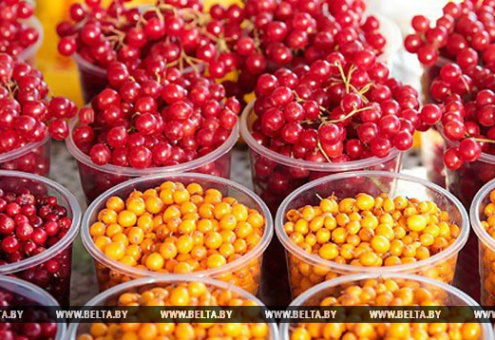 Полесский университет поможет предпринимателям Беларуси и Украины в выращивании ягод