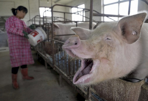 Китай наращивает объемы производства свинины