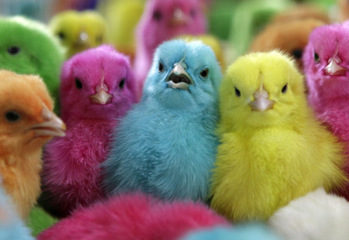 Новый мировой бренд — цветные цыплята