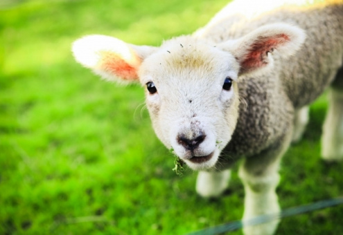 Эмбрион овцы с человеческими клетками вырастили специалисты из США