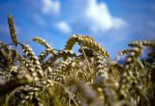 IGC: объем мирового производства пшеницы может сократиться в 2010 году