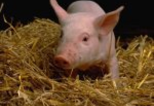Россельхознадзор не исключает наличие гриппа A (H1N1) в поголовье свиней на территории РФ