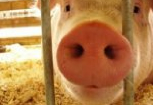 Беларуси снова угрожает атака свиной чумы