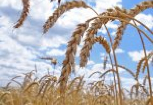 Прогнозы: Мировой рынок зерна пойдет вверх?