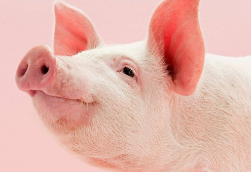 По итогам 2023 года производство свинины в Беларуси составит 426 тыс. т