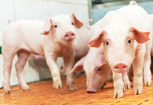 В 2017 году производство свинины в России выросло на 5,8 %