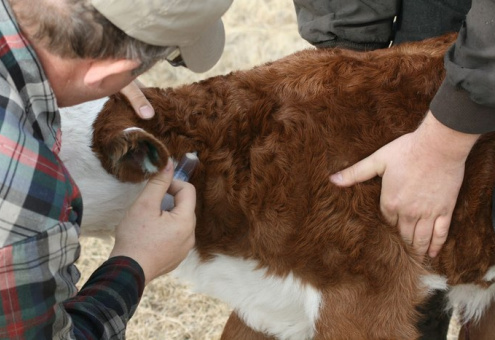 ФАО призывает к вакцинации скота для ликвидации нодулярного дерматита в Восточной Европе
