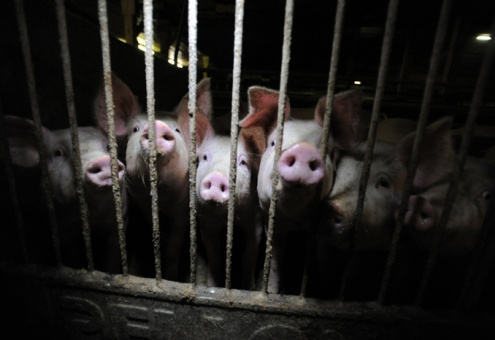 Таиланд подает пример гуманного содержания свиней без клеток 