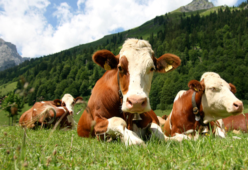 Новую мясную породу коров выводят в Кыргызстане