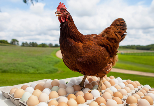 В 2024 году Минсельхоз РФ прогнозирует рост производства столовых яиц и мяса птицы