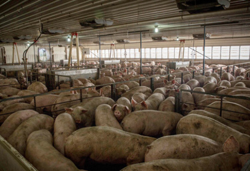 Китай построит на северо-востоке свиноводческие мега-фермы