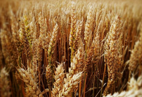 ФАО оценило недостаток пшеницы на мировом рынке в 2022 году
