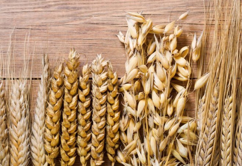 В Беларуси продлен временный запрет на вывоз зерна