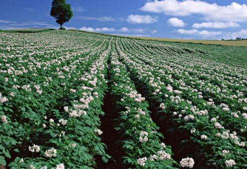 Зерновые, травы и картофель: в Минсельхозпроде рассказали о ситуации на полях