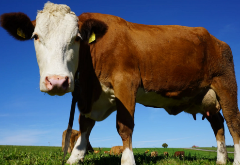 Ученые сравнили объемы выбросов метана от скота в современности и XIX веке