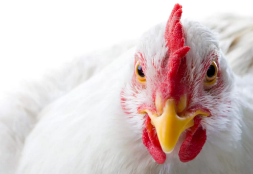 Эксперты прогнозируют ухудшение ситуации с гриппом птиц в мире