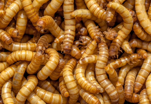 Крупнейший в мире завод по производству мучного червя для питания людей и кормов строится в Испании