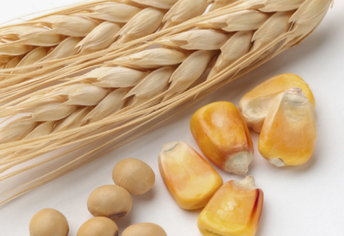 В январе значение Индекса продовольственных цен ФАО вновь сократилось главным образом вследствие снижения цен на пшеницу и кукурузу