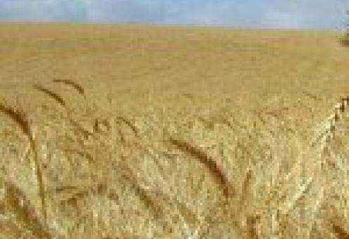 Цены на пшеницу на мировом зерновом рынке упали после пересмотра экспертами прогноза урожая в России