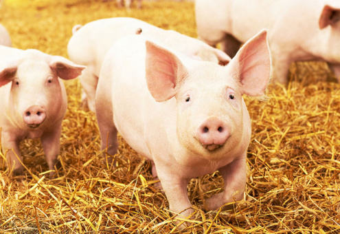 Беларусь ограничила ввоз свинины из двух округов Сербии из-за АЧС
