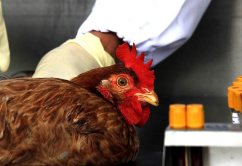 Ветеринары заявили о ликвидации вируса птичьего гриппа в Винницкой области
