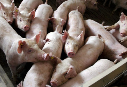 АЧС в Польше: запрет на свиноводство и ликвидация свиней 