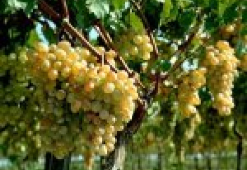 Молдавские фермеры ожидают большой урожай винограда