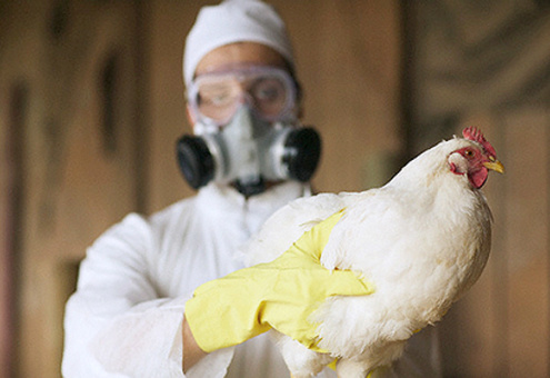 Как повлияет птичий грипп на цены на курятину