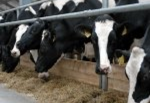 В Украине сократилось производство мяса и молока