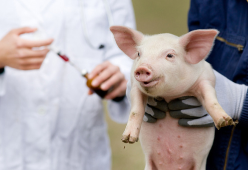 Число вспышек АЧС на свинофермах ЕС выросло на 40 %