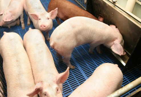 Индия присоединяется к отказу от антибиотиков в животноводстве