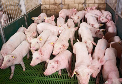 ФАО: Производство свинины в мире будет расти до 2026 года