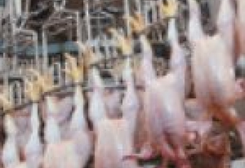 Россия уступает пальму первенства по импорту мяса птицы