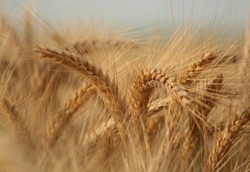 В Жодино предпринимаются попытки вырастить пшеницу твердых сортов