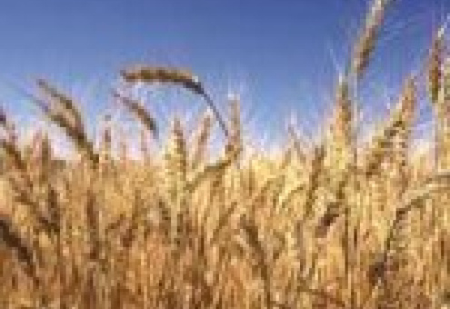 Еврокомиссия снижает объем лицензий на экспорт зерновых