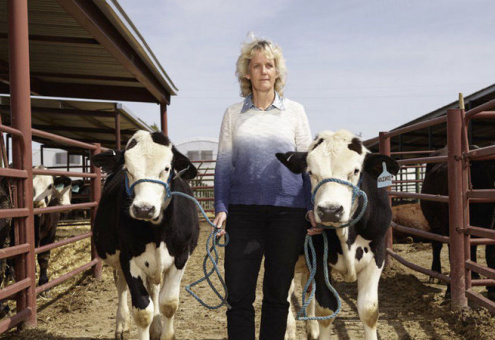 При помощи CRISPR генетики превращают коров в быков