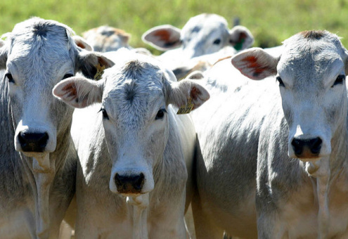 Американские скотоводы выступили против мяса из пробирки