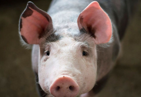 Alibaba разработала ИИ-систему мониторинга за свиньями