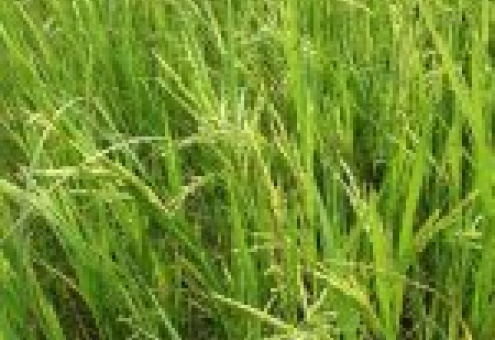 Индия не планирует отменять пошлину на импорт риса