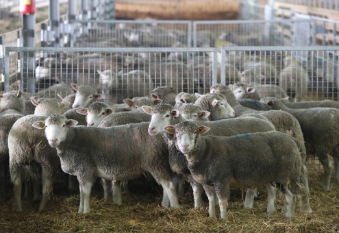 Почему овцеводство, несмотря на солидные финансовые вливания, все равно в убытках?