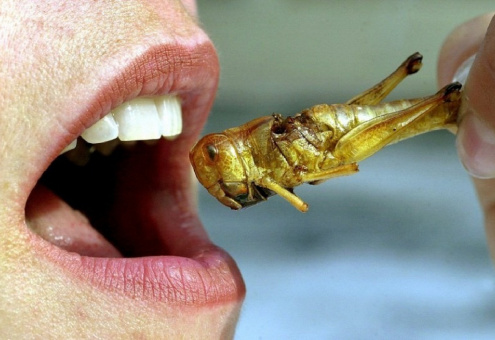 В британской сети дискаунтеров Aldi появятся блюда из насекомых