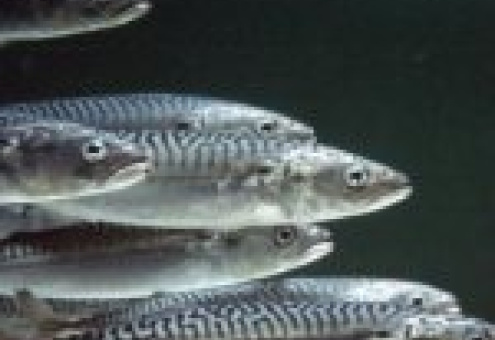 Запрет на вылов рыбы в водах ЕС обходится Норвегии очень дорого