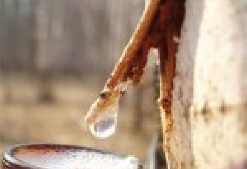 Бобруйский лесхоз поставил на экспорт 66 т березового сока